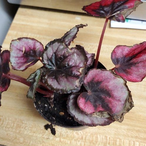 Photo of the plant species Rex Begonia Red Kiss by @Charissanm named Terra on Greg, the plant care app