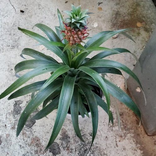 Photo of the plant species Pineapple by @Charissanm named Bigleef Smalls on Greg, the plant care app