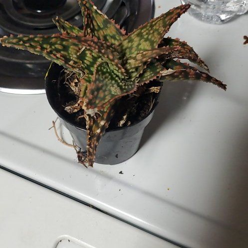 Photo of the plant species christmas carol by @Charissanm named Harper, Bottom on Greg, the plant care app