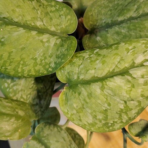 Photo of the plant species Scindapsus pictus 'Silver Splash' by @Charissanm named Bodhi, Top on Greg, the plant care app
