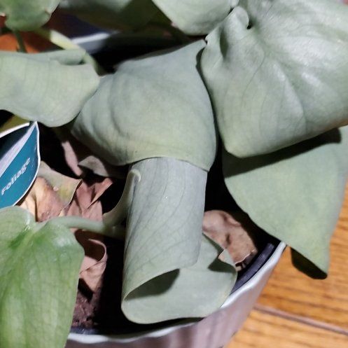 Photo of the plant species Scindapsus pictus 'Silver Hero' by @Charissanm named Leonardo on Greg, the plant care app