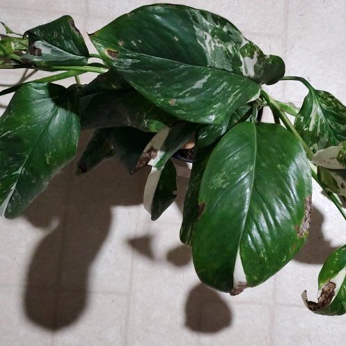 Photo of the plant species Monstera lechleriana 'Variegata' by @Charissanm named Baesil on Greg, the plant care app