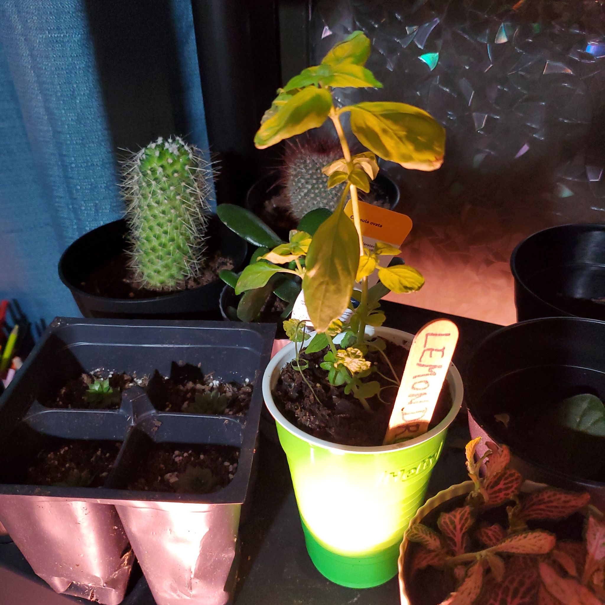 Photo of the plant species Lemon Basil by @Charissanm named Zeus, Top on Greg, the plant care app