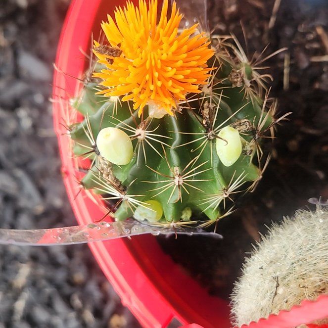 Photo of the plant species Barrel Cactus by @SavoryHappybean named Gaga on Greg, the plant care app