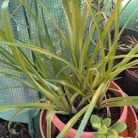 Photo of the plant species Queens Tears Bromeliad by @DreamyCamphor57 named Sigmund on Greg, the plant care app