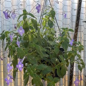 Photo of the plant species Nodding Violet by @DreamyCamphor57 named Harper on Greg, the plant care app