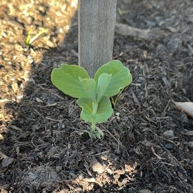 Photo of the plant species Snow Peas by @DreamyCamphor57 named Shakira on Greg, the plant care app