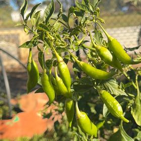 Photo of the plant species chilli by @DreamyCamphor57 named Marley on Greg, the plant care app