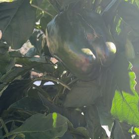 Photo of the plant species Habanero Pepper by @DreamyCamphor57 named Oscar on Greg, the plant care app