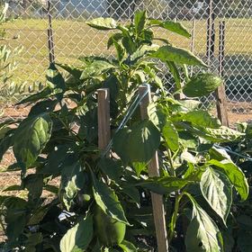 Photo of the plant species Redskin Bell Pepper by @DreamyCamphor57 named Robert Plant on Greg, the plant care app
