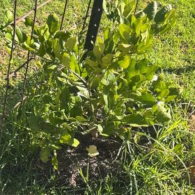 Photo of the plant species Dwarf Lisbon Lemon Tree by @DreamyCamphor57 named Foxxy on Greg, the plant care app