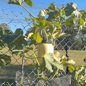 Photo of the plant species Butternut Pumpkin by @DreamyCamphor57 named Luna on Greg, the plant care app