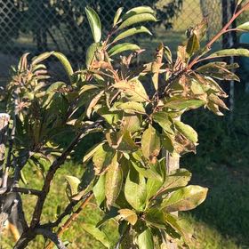 Photo of the plant species Common Plum by @DreamyCamphor57 named Einstein on Greg, the plant care app