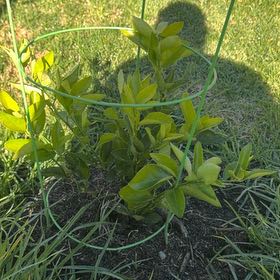 Photo of the plant species semi-dwarf lime tree by @DreamyCamphor57 named Sage on Greg, the plant care app