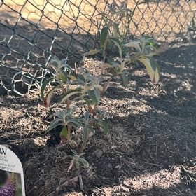 Photo of the plant species Buddleja 'Buzz Purple' by @DreamyCamphor57 named Wall-E on Greg, the plant care app