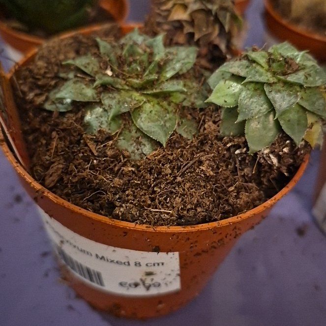 Photo of the plant species Sempervivum calcareum by @ForeverRimu11 named Sir Plancelot on Greg, the plant care app