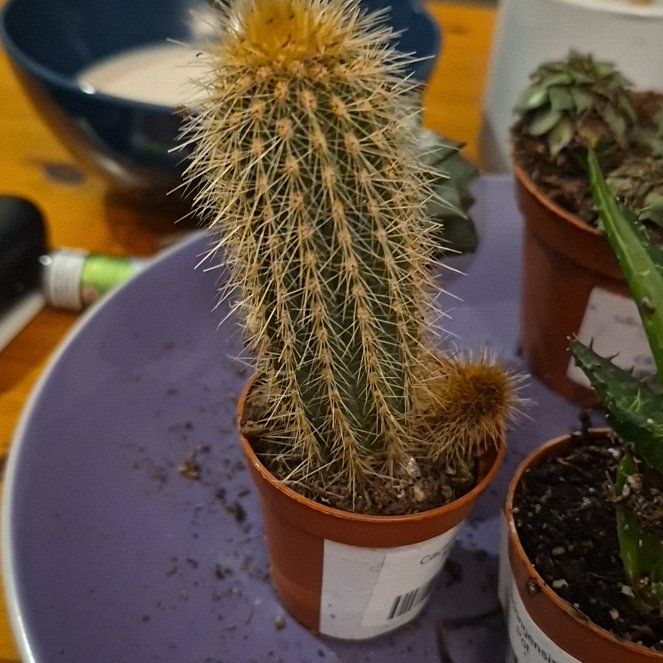 Photo of the plant species Royen's Tree Cactus by @ForeverRimu11 named Ulysses S Plant on Greg, the plant care app