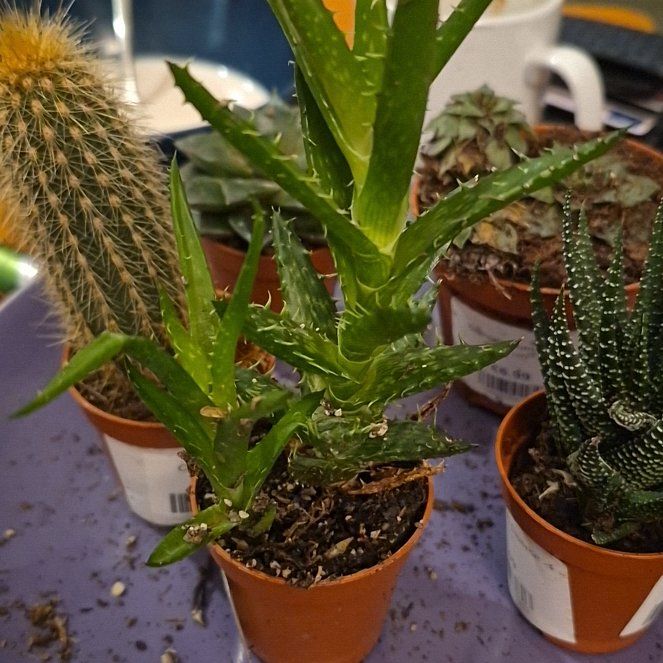 Photo of the plant species Aloe kedongensis by @ForeverRimu11 named Tupot amaroot on Greg, the plant care app