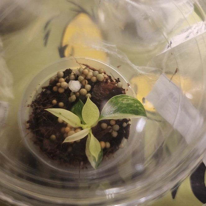 Photo of the plant species Philodenron Jose Buono by @SisterBogarum5 named Jose on Greg, the plant care app