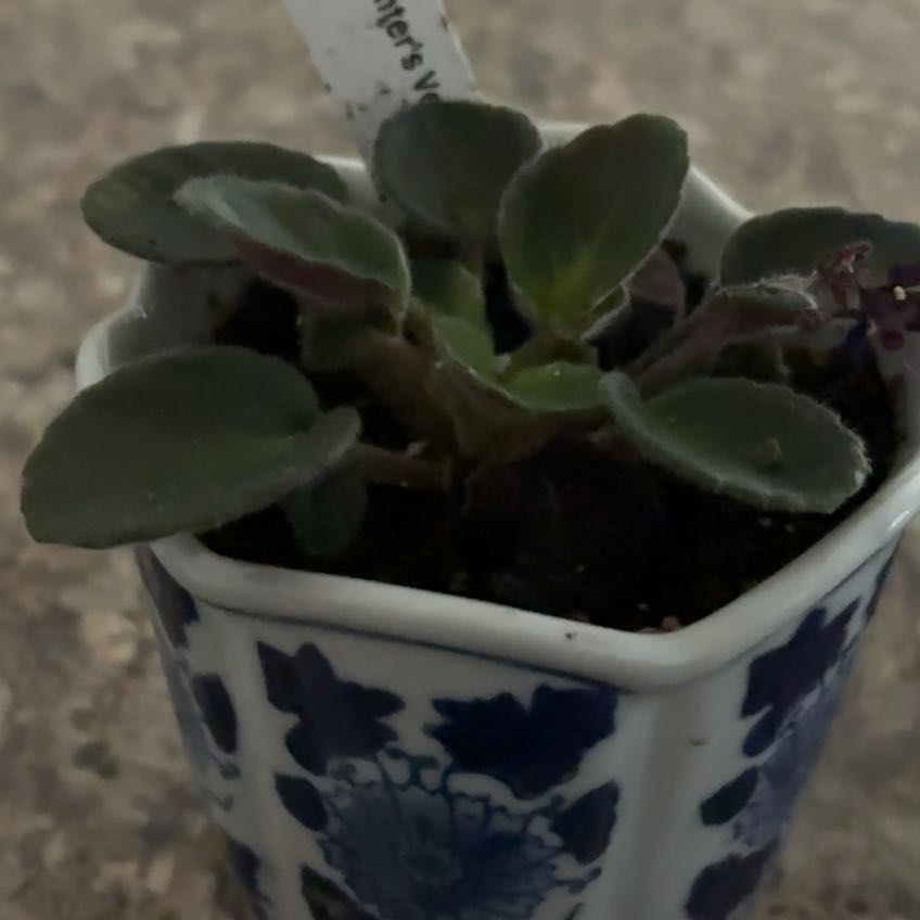 Photo of the plant species Hunters Venom by @AgileHardhead18 named Fernie Mercury on Greg, the plant care app