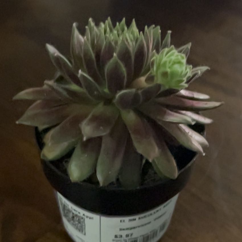 Photo of the plant species Sempervivum 'Pilatus' by @ShowyDuwei70 named Bruce Lee on Greg, the plant care app