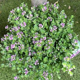 Photo of the plant species Myrtle-Leaf Milkwort by @KeyHollyhock27 named Keanu Leaves on Greg, the plant care app