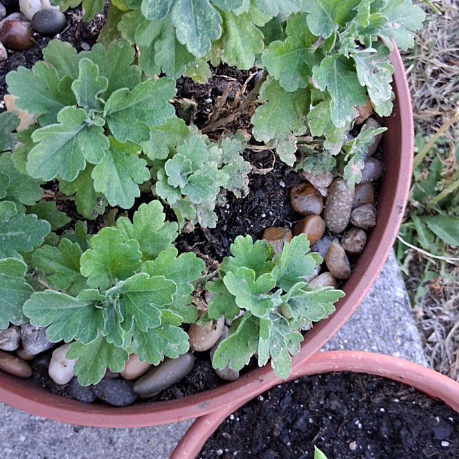 Photo of the plant species Callistephus Chinensis by @AproposChaya3 named Sahara on Greg, the plant care app