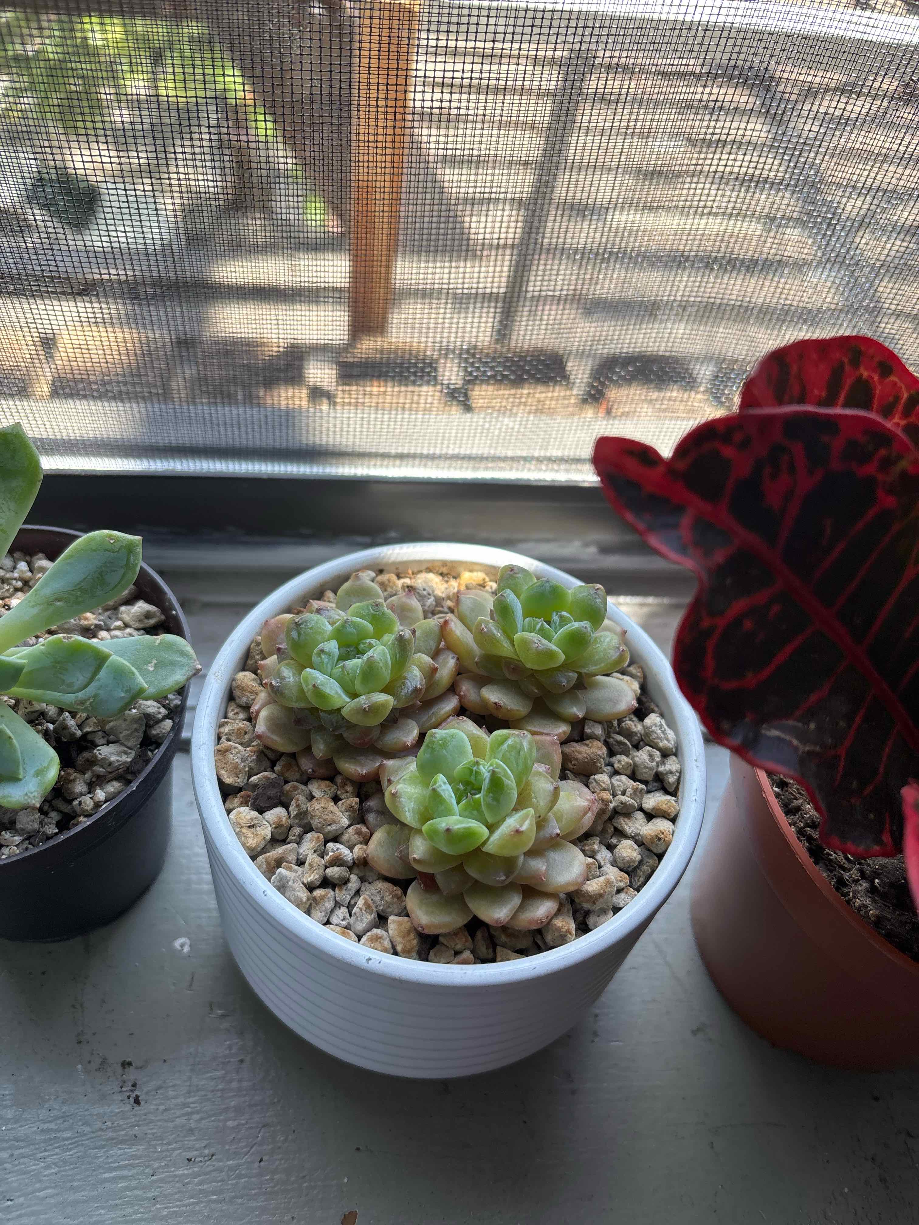 The Triplets
