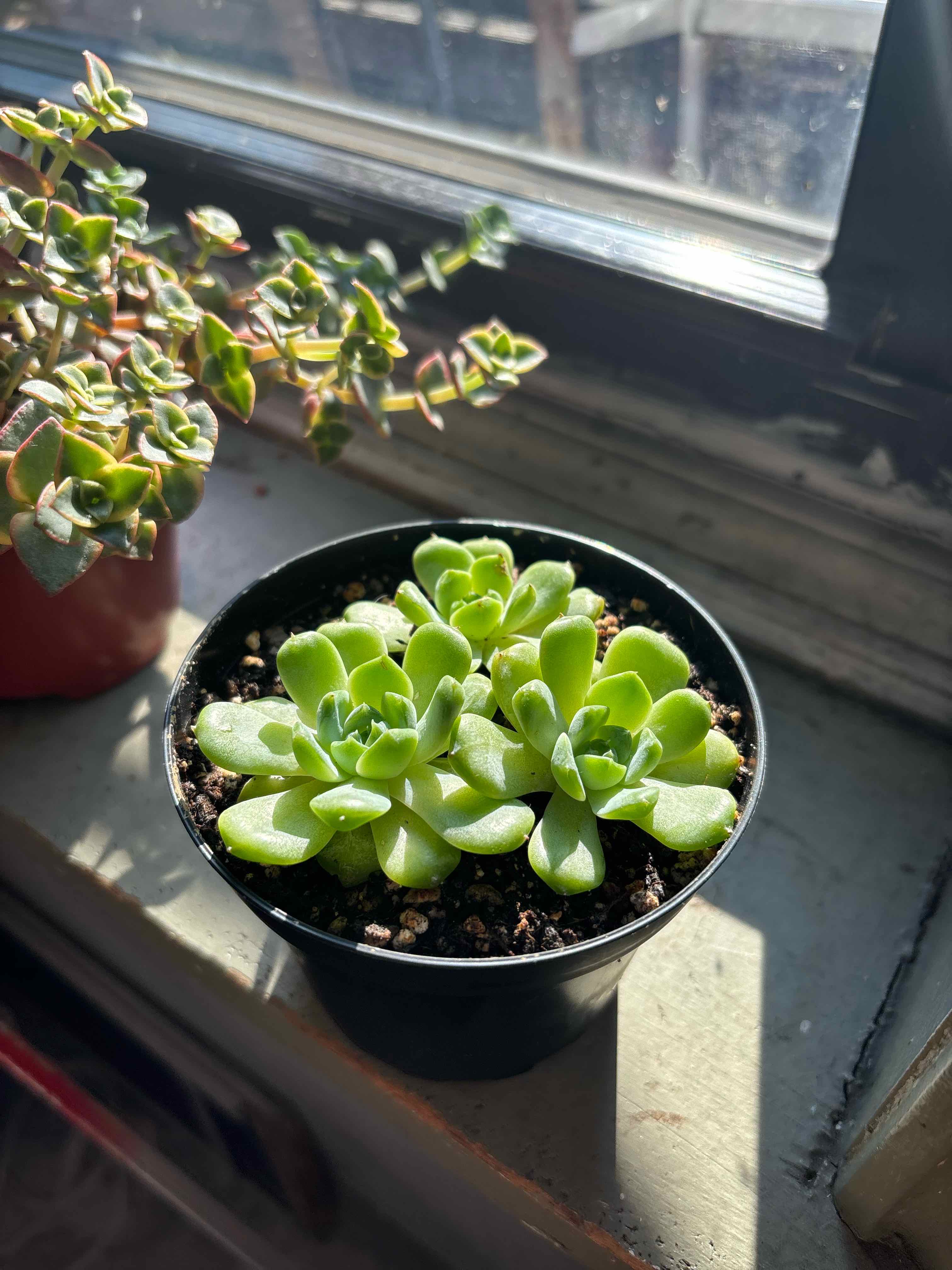 Photo of the plant species Pudgye by @TrueAchiote14 named The Triplets on Greg, the plant care app