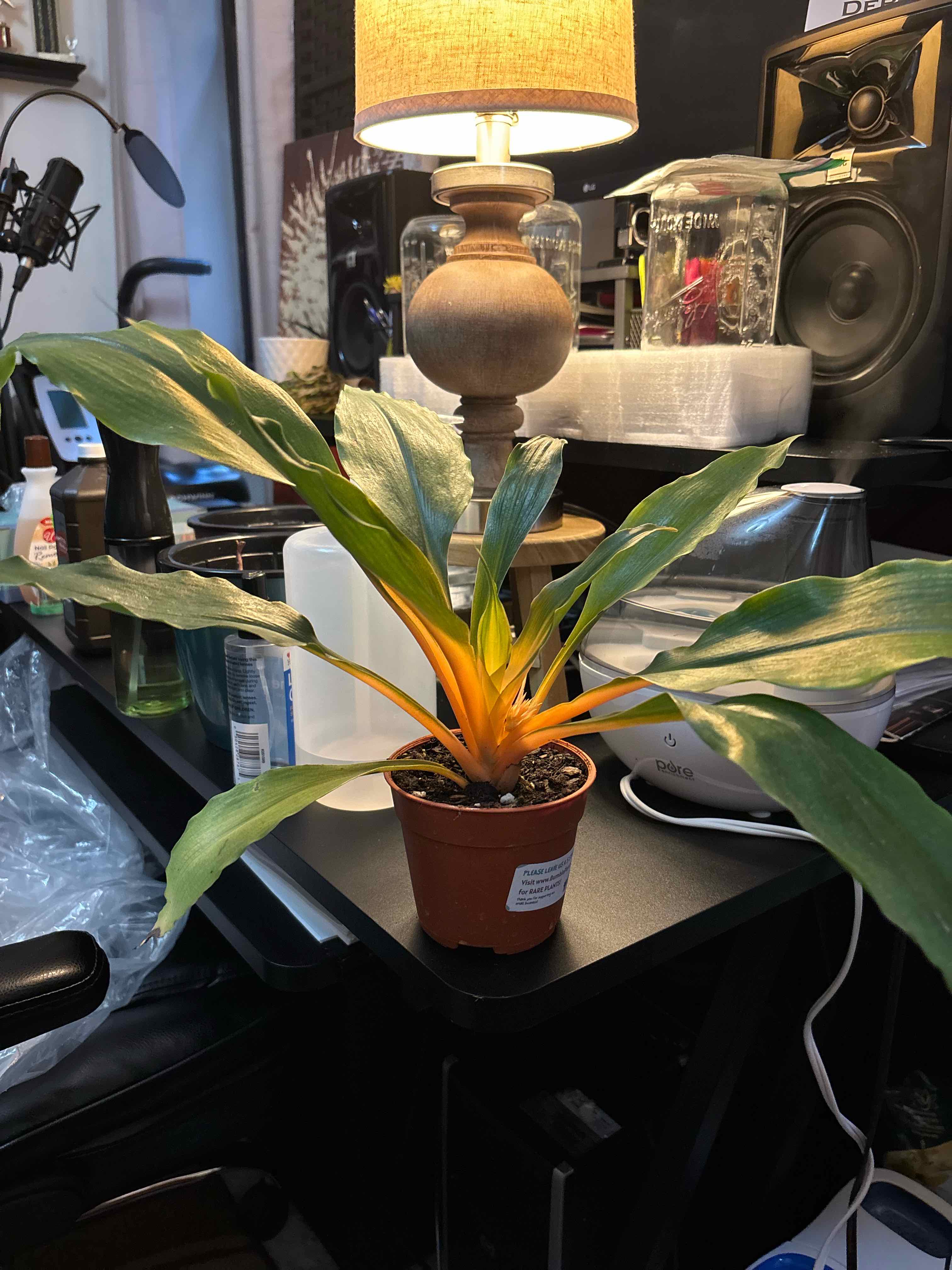 Photo of the plant species Mandarin Spider Plant by @TrueAchiote14 named Lola on Greg, the plant care app