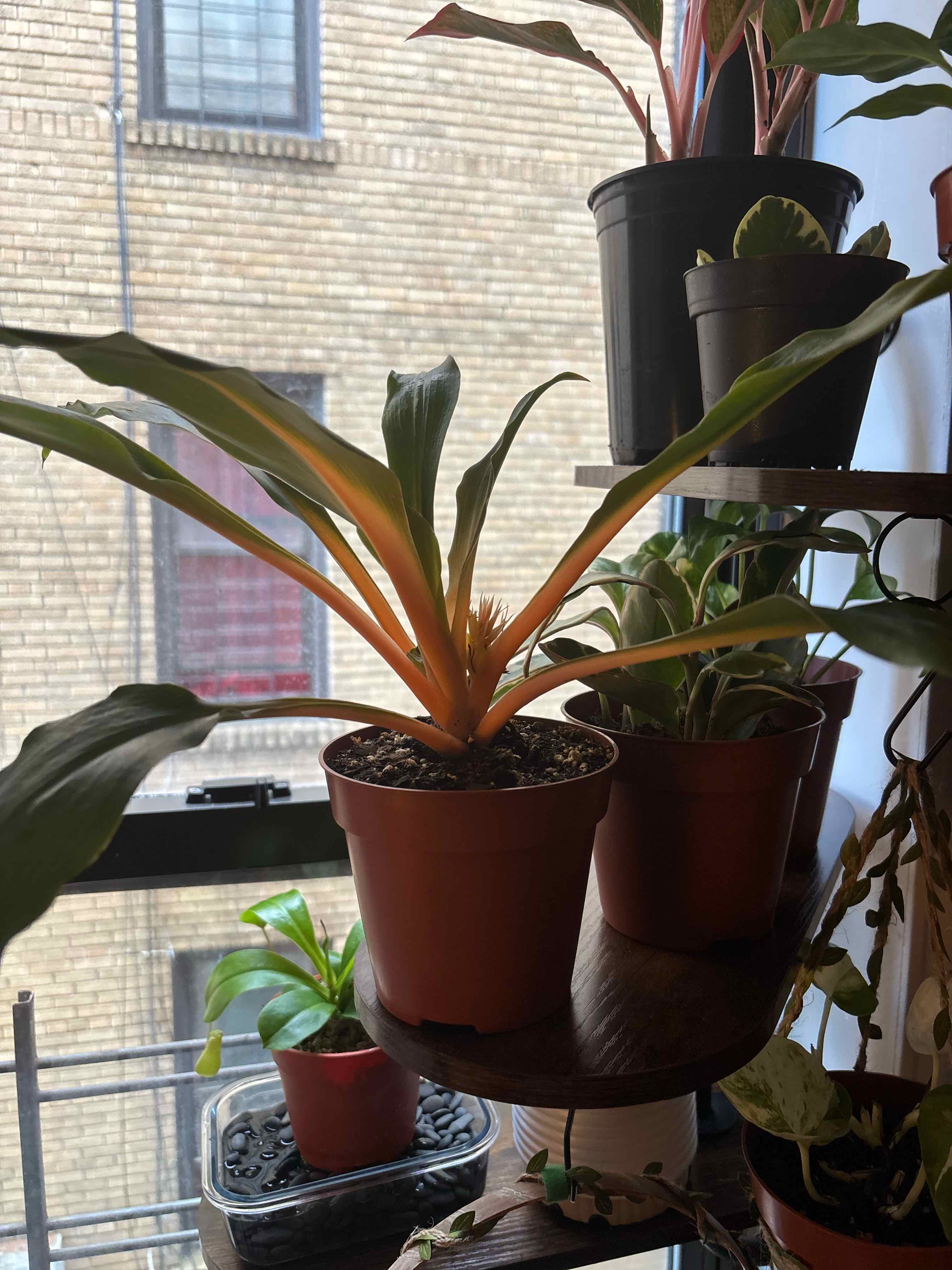 Photo of the plant species Mandarin Spider Plant by @TrueAchiote14 named Lola on Greg, the plant care app