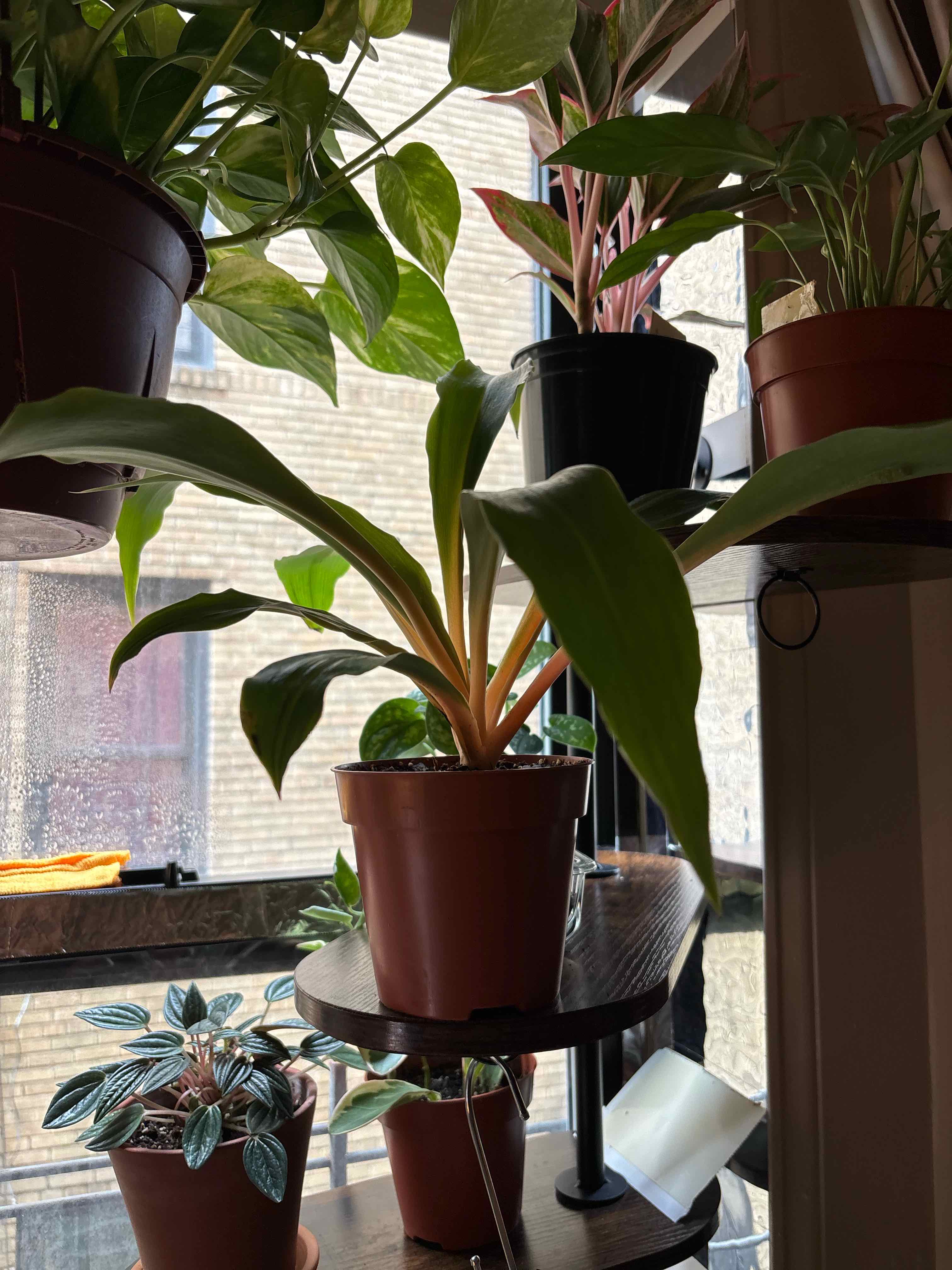 Photo of the plant species Mandarin Spider Plant by @TrueAchiote14 named Lola on Greg, the plant care app