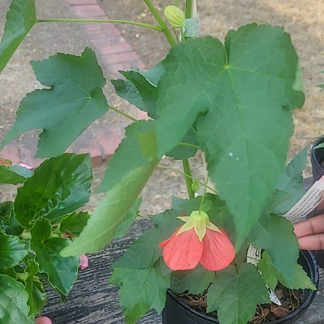 Photo of the plant species Abutilon Pictum by @YesSedum98 named Tupot amaroot on Greg, the plant care app