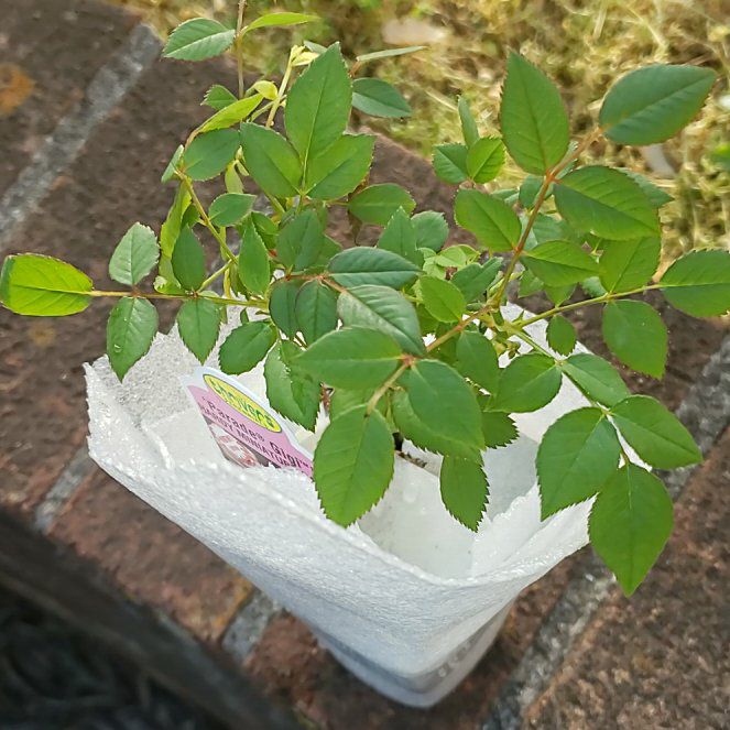 Photo of the plant species Miniature Rose by @AwakeCapsicum30 named Treeyoncé on Greg, the plant care app