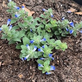 Photo of the plant species Dwarf Morning-Glory by @FitSedge16 named LiloStitch on Greg, the plant care app
