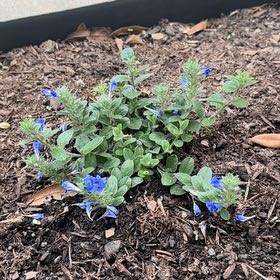 Photo of the plant species Dwarf Morning-Glory by @FitSedge16 named Leonardo on Greg, the plant care app