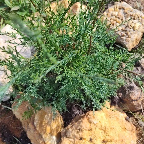Photo of the plant species Ashe Juniper by @SpotonSucc22 named Michelle Branch on Greg, the plant care app