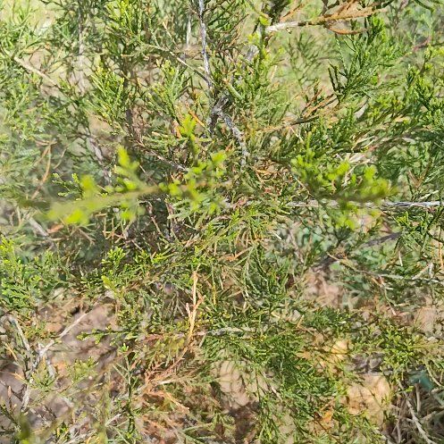 Photo of the plant species Ashe Juniper by @SpotonSucc22 named Hamilton on Greg, the plant care app