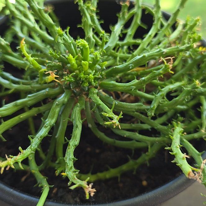 Photo of the plant species Holly-Leaved Naiad by @GlossyAlula76 named Delilah on Greg, the plant care app