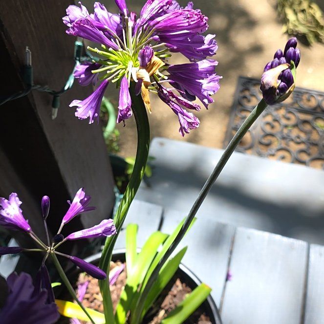 Photo of the plant species Blue Lily by @GlossyAlula76 named Shakira on Greg, the plant care app