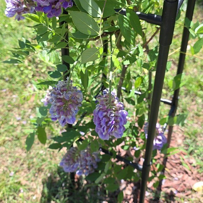 Photo of the plant species American Wisteria by @GlossyAlula76 named Orlando Bloom on Greg, the plant care app