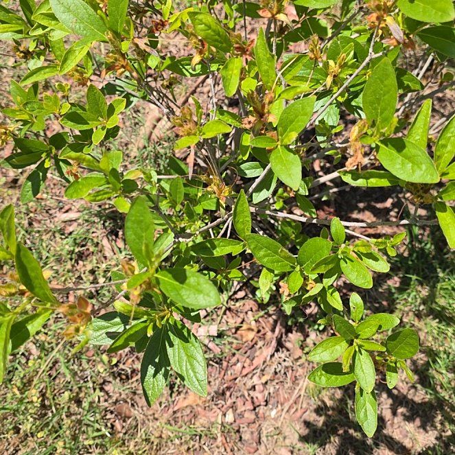 Photo of the plant species Western Azalea by @GlossyAlula76 named Dolores on Greg, the plant care app