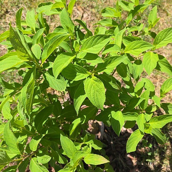 Photo of the plant species Panicle Hydrangea by @GlossyAlula76 named Coco on Greg, the plant care app