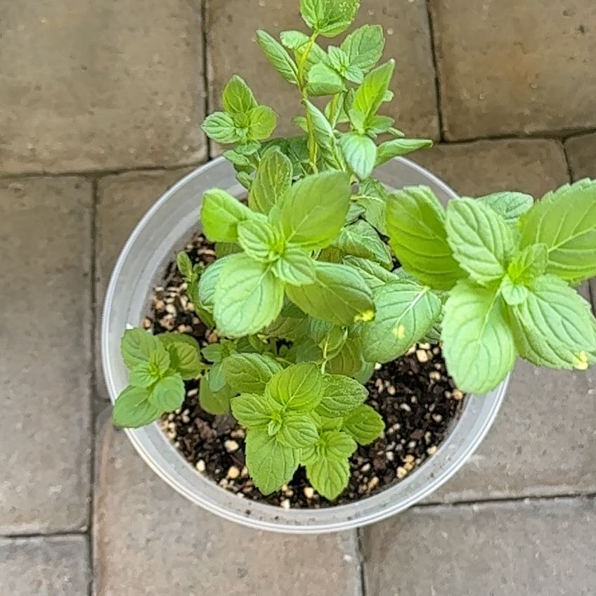 Photo of the plant species Watermint by @GlossyDamascisa named Gregarious on Greg, the plant care app