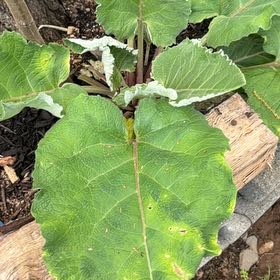 Photo of the plant species Great Burdock by @ProTearose23 named Sonora on Greg, the plant care app