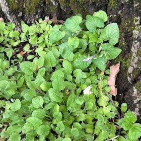 Photo of the plant species Common Blue Violet by @ProTearose23 named Ulysses S Plant on Greg, the plant care app