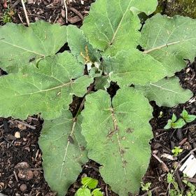 Photo of the plant species Lesser Burrdock by @ProTearose23 named Denali on Greg, the plant care app