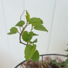 Photo of the plant species Threelobe False Mallow by @ProTearose23 named Diana on Greg, the plant care app