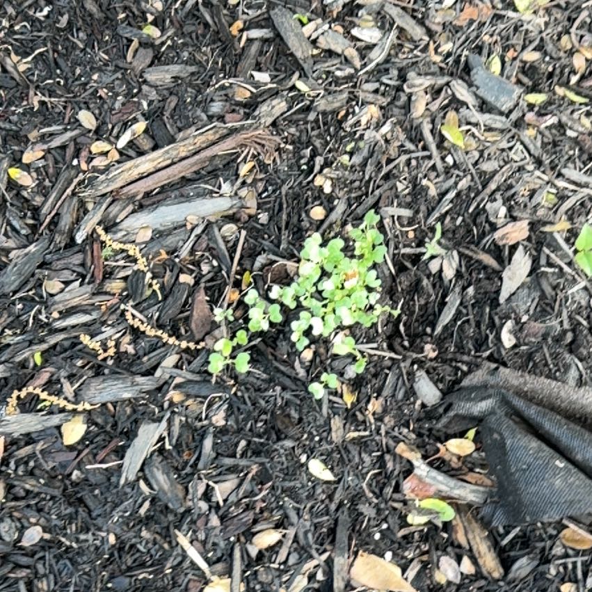 Photo of the plant species American Golden Saxifrage by @ProTearose23 named Terra on Greg, the plant care app