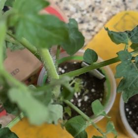Photo of the plant species Husky Cherry Red Tomato by @VipPomelo23 named Darwin on Greg, the plant care app